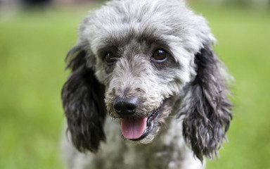 Poodle in the garden