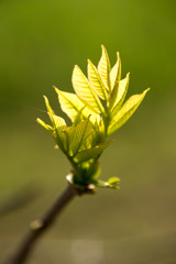 Translucent new ash leaves opening from the buds close-up abstract