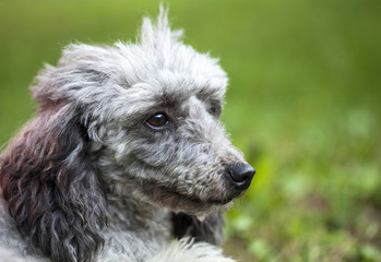 Poodle in the garden