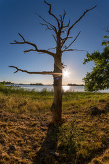 Fototapeta na wymiar Dead tree in sunset