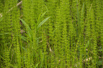 Wild herb Horsetail Equisetum growing in abundance