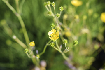 Wild buttercup flower blossom