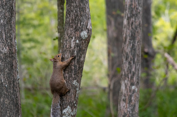 Squirrel climbing a tree