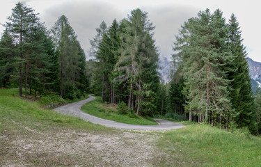 Fototapeta na wymiar Strada nel bosco delle Alpi, Veneto, Italia