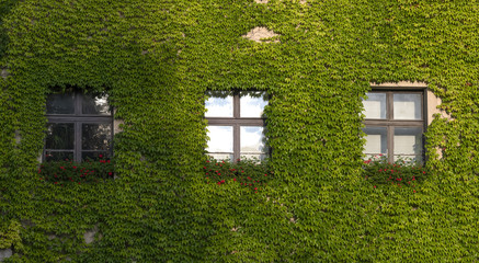 Drei Fenster einer begrünten Hausfassade