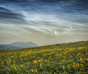 Sunflower field
