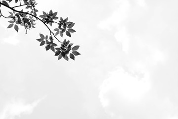 silhouette tree branches and leaves in nature - monochrome