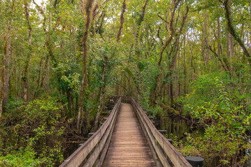Boardwalk nature