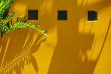 palm leaf shadow on yellow wall