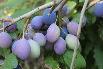 a bunch of plums