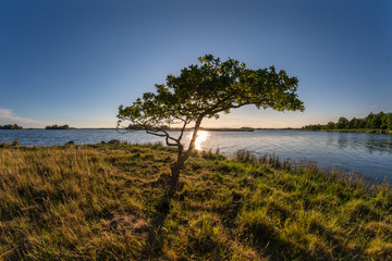 Fototapeta na wymiar Lonely tree, beautiful sunset and the ocean