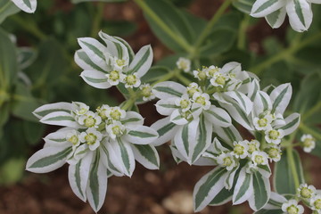 ecorative plant in the garden