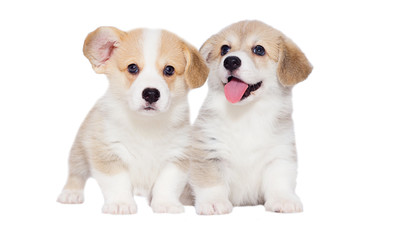 welsh corgi puppy in the studio