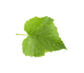 Fototapeta premium a grape leaf on a white background