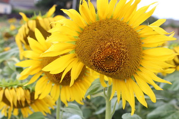 Naklejka premium Sunflowers closeup