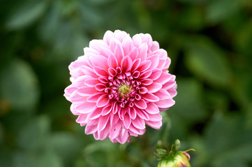 Pink dahlia flower in real garden