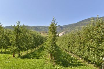 Fototapeta na wymiar rows of apples trees in orchard in the italian alps 