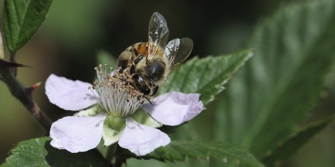 une abeille sur une fleur de murier