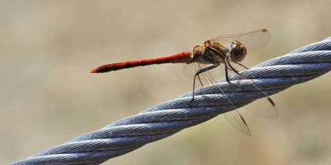 libellule sur un câble acier © Guy Pracros