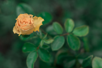 Beautiful yellow rose in the garden after the rain. Blurred background.