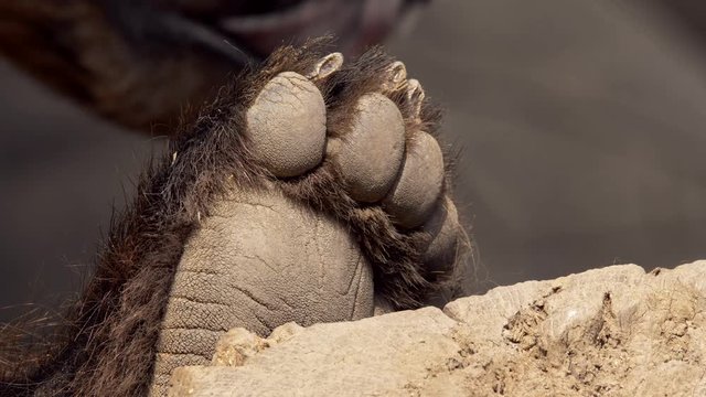 Kamchatka brown bear (Ursus arctos beringianus) paw