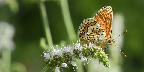 Papillon sur une fleur de menthe sauvage