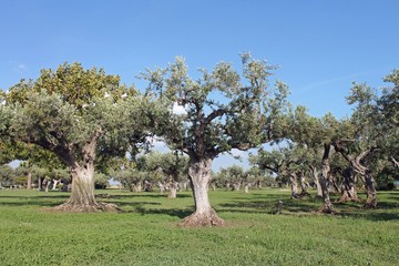 Paysage de Sicile, champ d'oliviers - obrazy, fototapety, plakaty