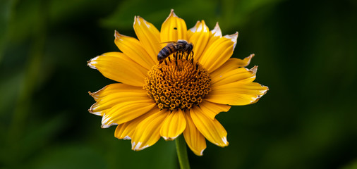 Sonnenauge Blüte gelbe Blume