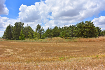 Obraz premium Italy, Puglia region, view and detail in the high Murgia area with trees, meadows,