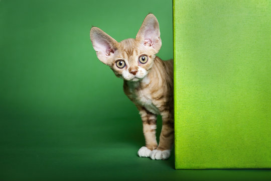 Kitten in Green Background