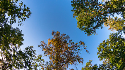 Tree top in a forest