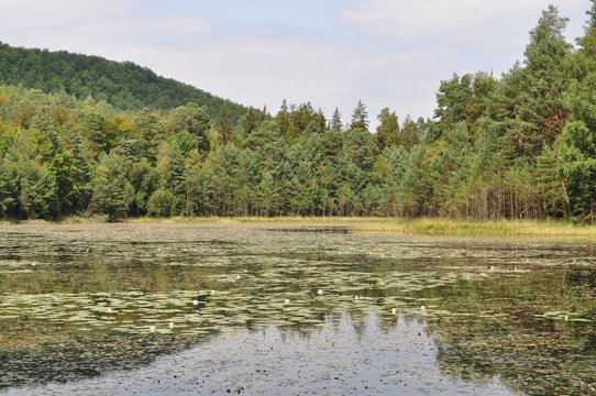Etang de Lieschbach, Pays de Bitche, Lorraine, France