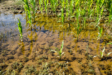 Corn, which has grown poorly due to the drought and was subsequently damaged by rain