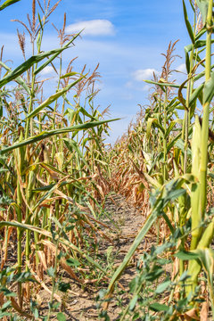 View of dry corn that was destroyed by the drought