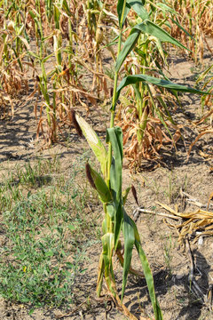 View of dry corn that was destroyed by the drought