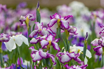 Obraz premium Iris flowers in the Koiwa iris garden in Edogawa-city, Tokyo, Japan / Koiwa iris garden is public garden by edogawa river