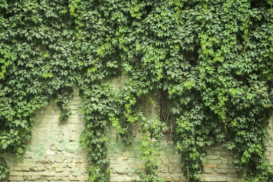 Retro wall covered by wild grapes.