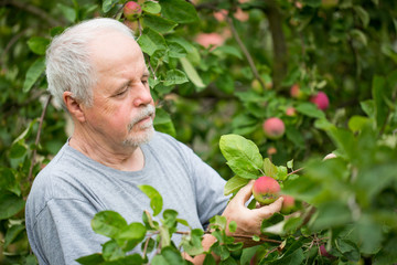 Senior man harvesting fresh red apple on his huge garden, gardening concept