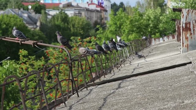 Pigeons on the roof
