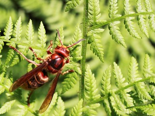 european hornet sitting on green leaves, picture taken in Germany