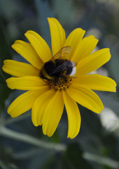 flowers, garden, summer, nature, beautiful, spring, Wallpaper, naturalness, insect, bumblebee, yellow, macro