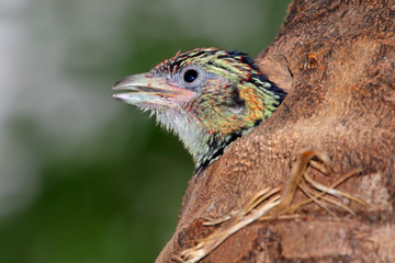A young crested barbet (Trachyphonus vaillantii) peeking from nesting hole in a tree, South Africa.