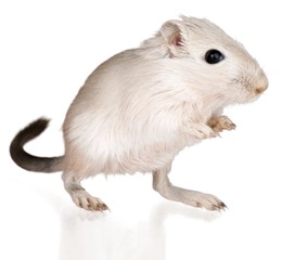 White Gerbil