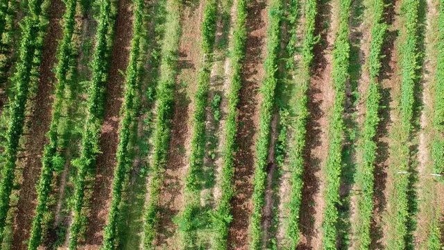 Vigna italiana sorvolata dal drone
