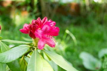Colorful flowers. Slovakia