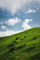 A gentle slope of a green hill with rare trees and lush grass against a blue sky with clouds. The Sonoma Valley