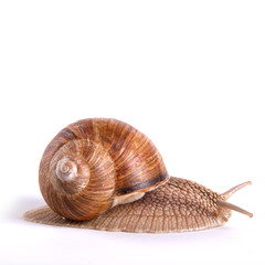 Helix pomatia.Garden snail isolated on white background.Grape snail.