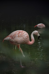 Fototapeta na wymiar Flamingos by lake