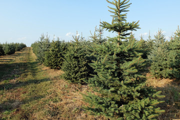 Weihnachtsbaum Plantage