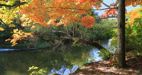 Fall colors by a quiet creek